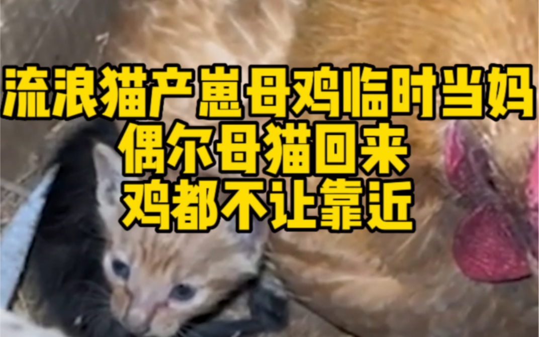 [图]流浪猫产4崽母鸡争当妈 偶尔母猫回来 鸡都不让靠近