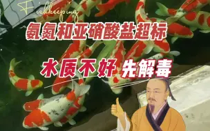 Download Video: 氨氮和亚硝酸盐超标，观赏鱼的救急，这样做：养鱼笔记第3季105集