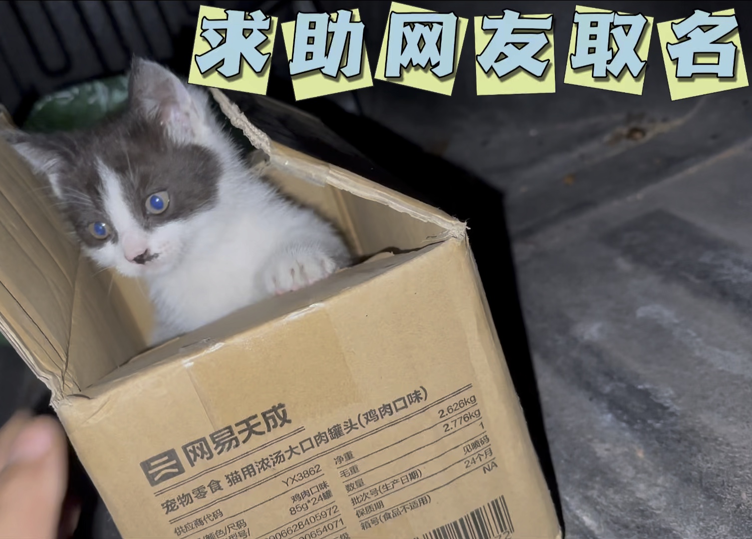 求助贴:帮我给小奶猫取名字,集思广益一下.只有一个要求:姓王哔哩哔哩bilibili