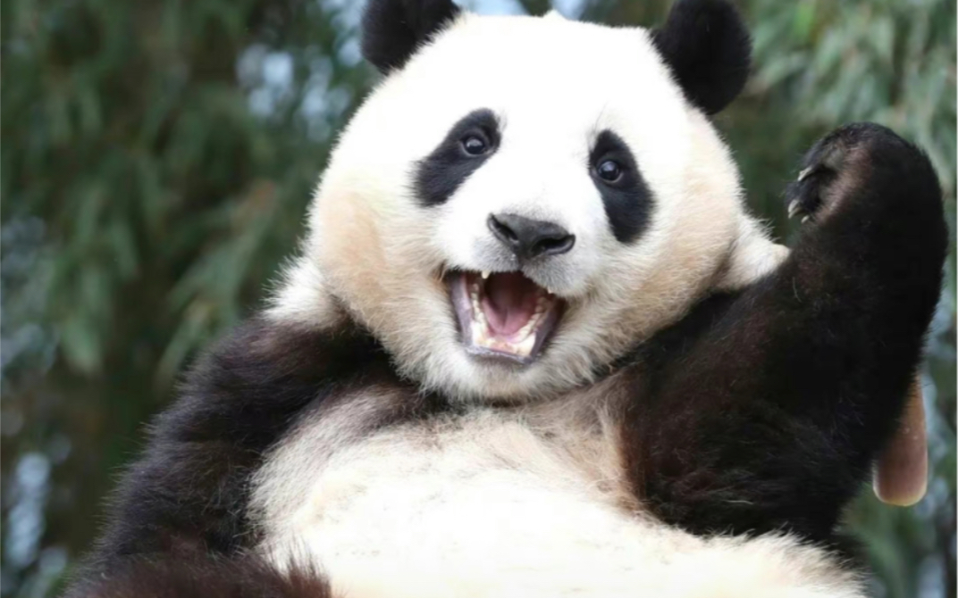 国宝明星大熊猫的名字图片