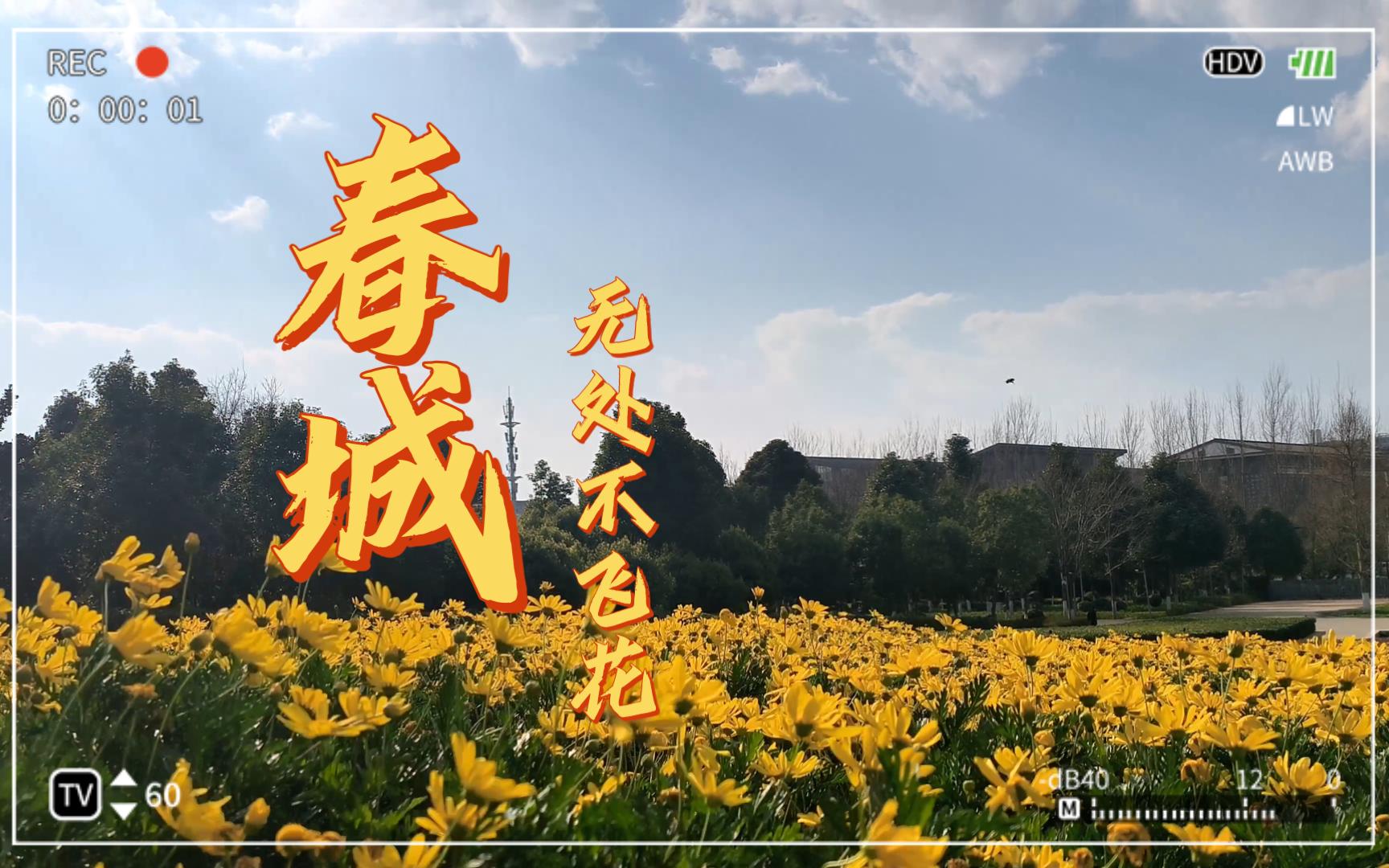 [4k]春城无处不飞花