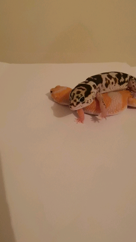 肥尾守宫#橘白 奶牛