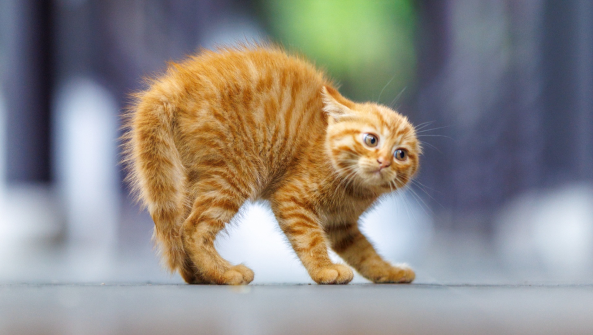 拍猫录:你拱背炸毛,缩耳歪头我也要突突你