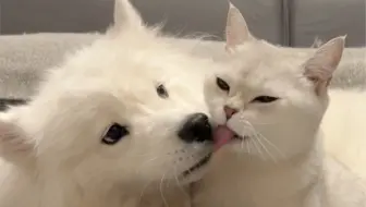 我家猫狗好像在谈恋爱？？？