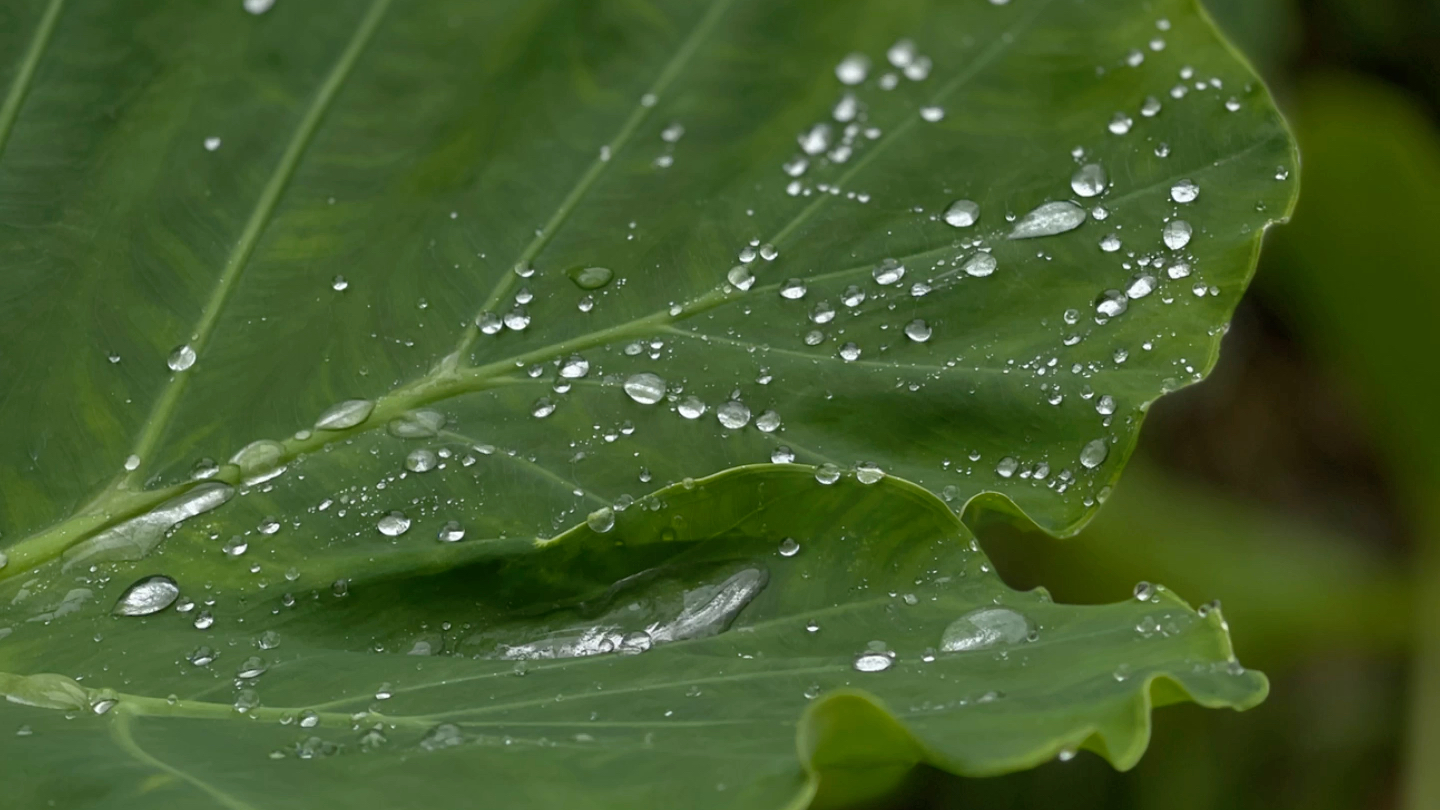 [图]秋雨天 —————董幽幽我爱秋雨天这雨林的青木一山我的心跟着雨没底的下落落雨；冲走了落叶，花朵冲远了沙土卷起红浪一朵朵像花。