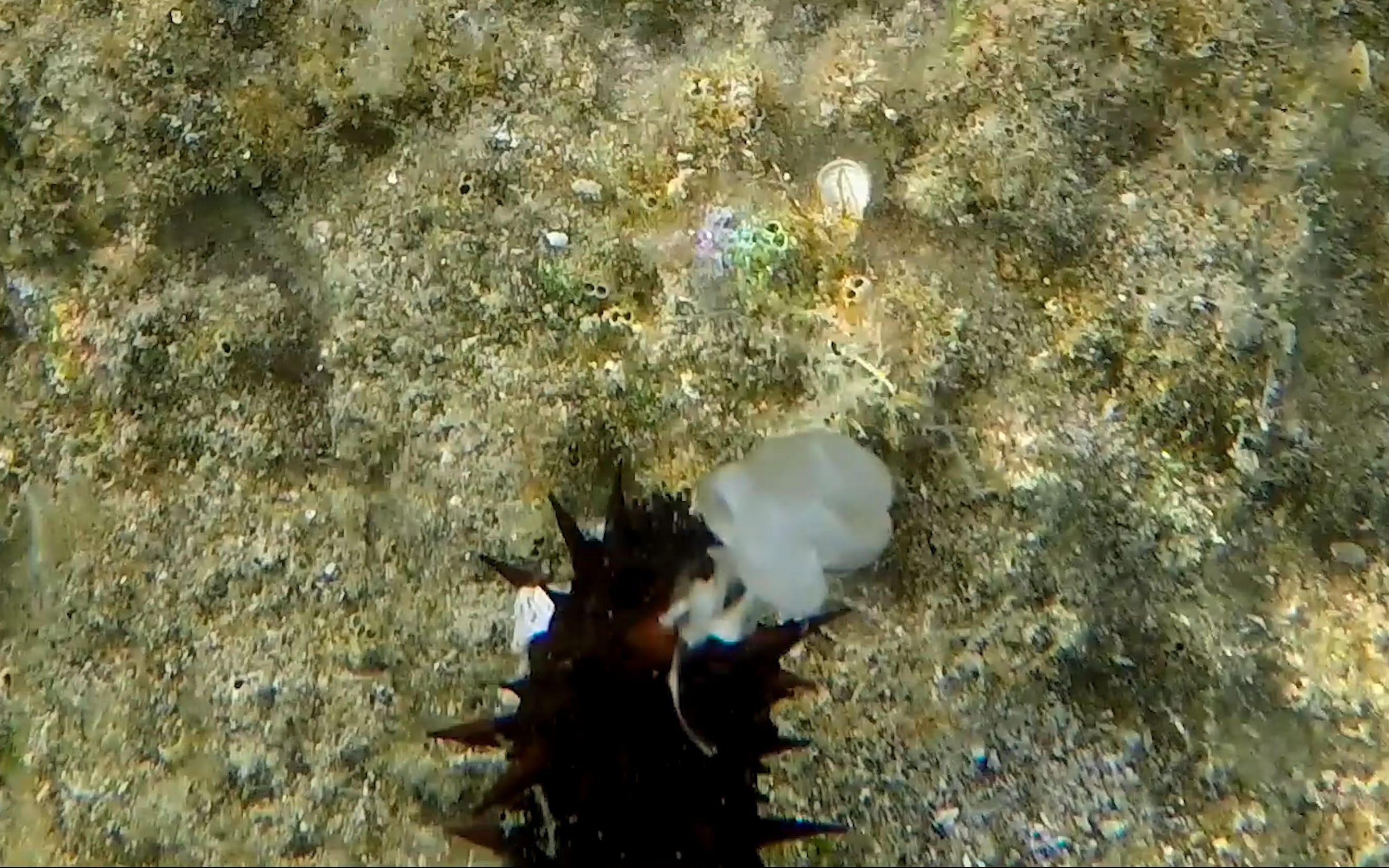 [图]【生物大观】 海参的射精过程