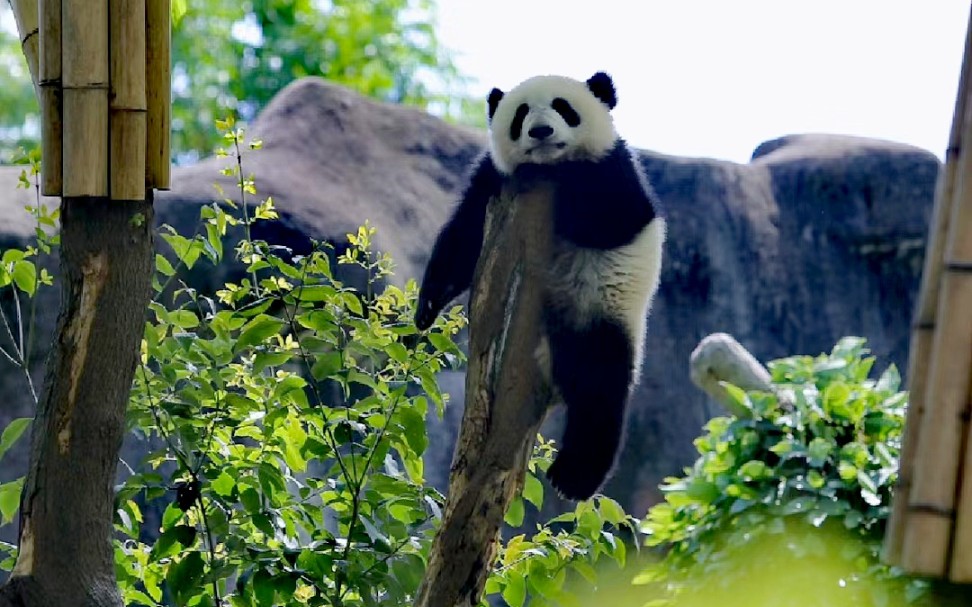 成都基地熊猫合集(二)一次性看几十只大熊猫 佳丽三千 每只都爱