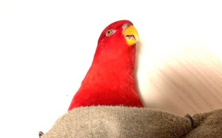 [图]Red birb “Gumi”wuewuewuewue…on the floor