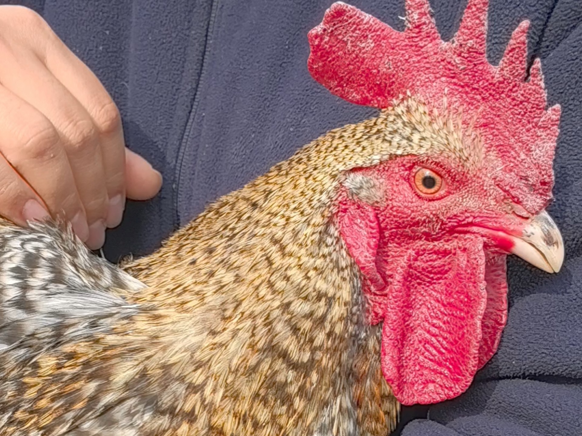 我都羡慕了呢,原来大公鸡的小嘴这么好看