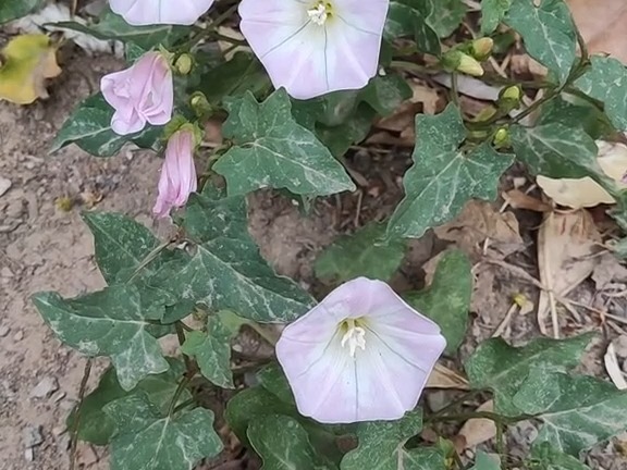 512 打碗花:旋花科打碗花属草本植物.中药名:面根藤.