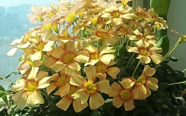 酢浆草之太阳鸟