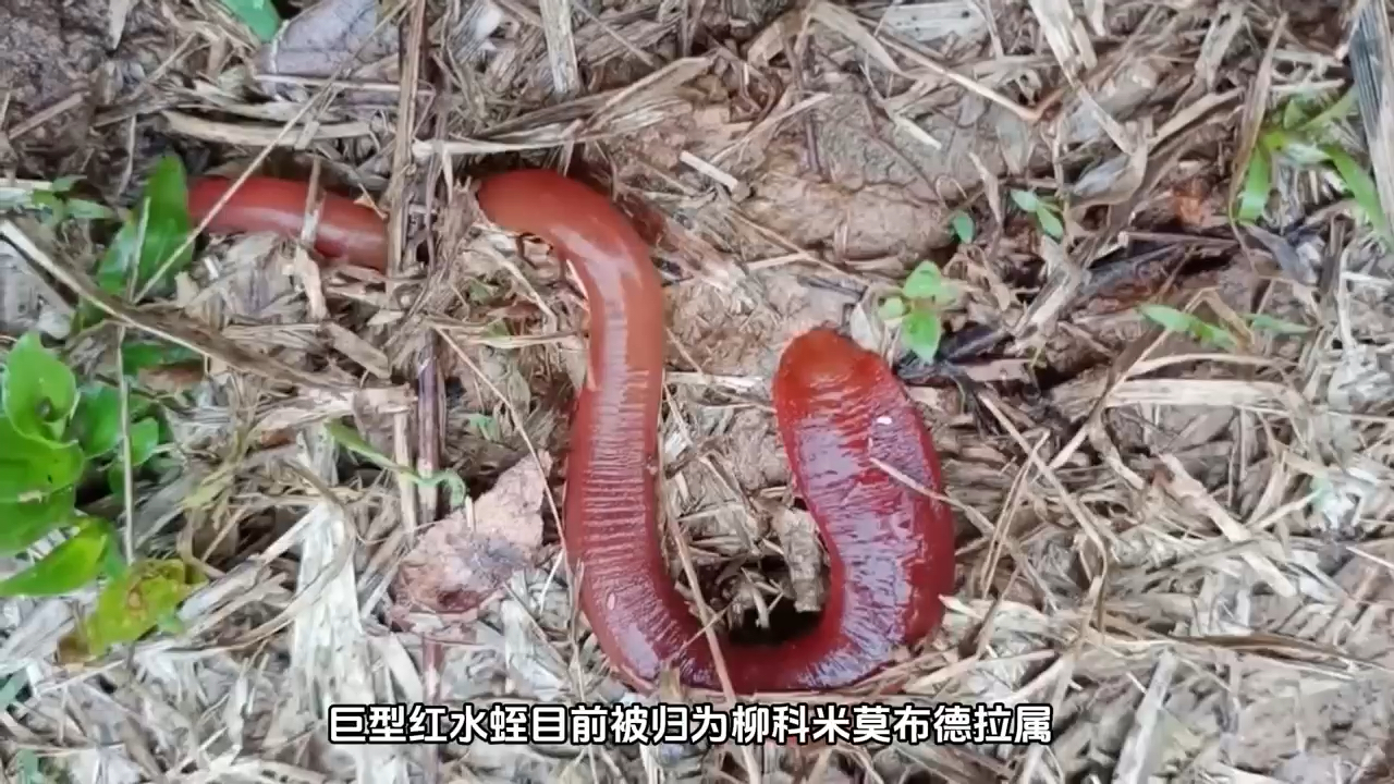 半米长的巨型红水蛭,但不吸血