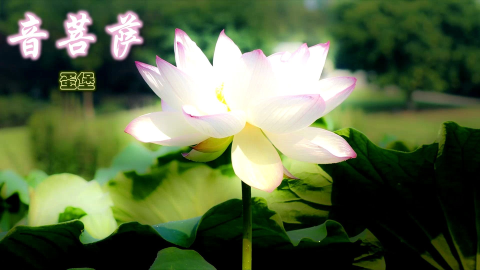 音菩萨 蛋堡softlipa 歌词版mv 哔哩哔哩 つロ干杯 Bilibili