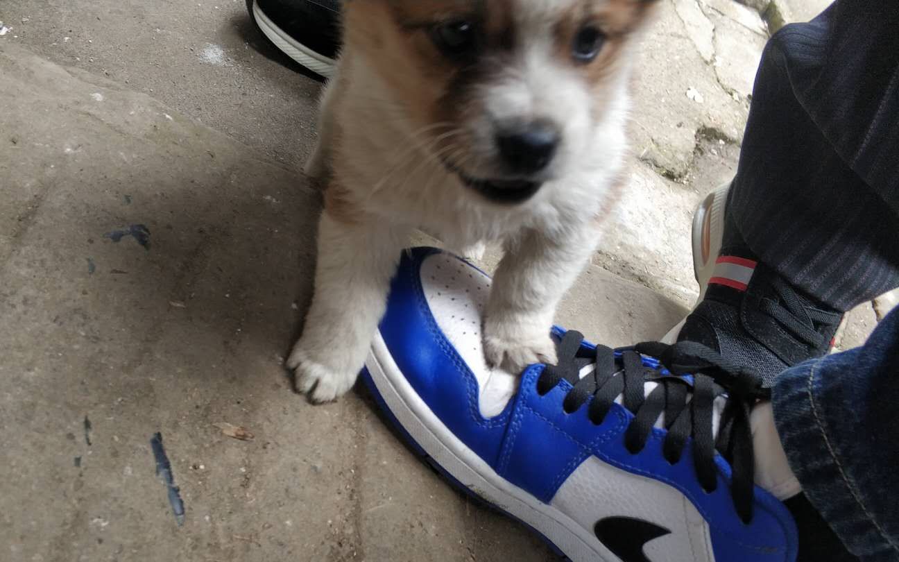 【中华田园犬】皮皮狗小奶黄