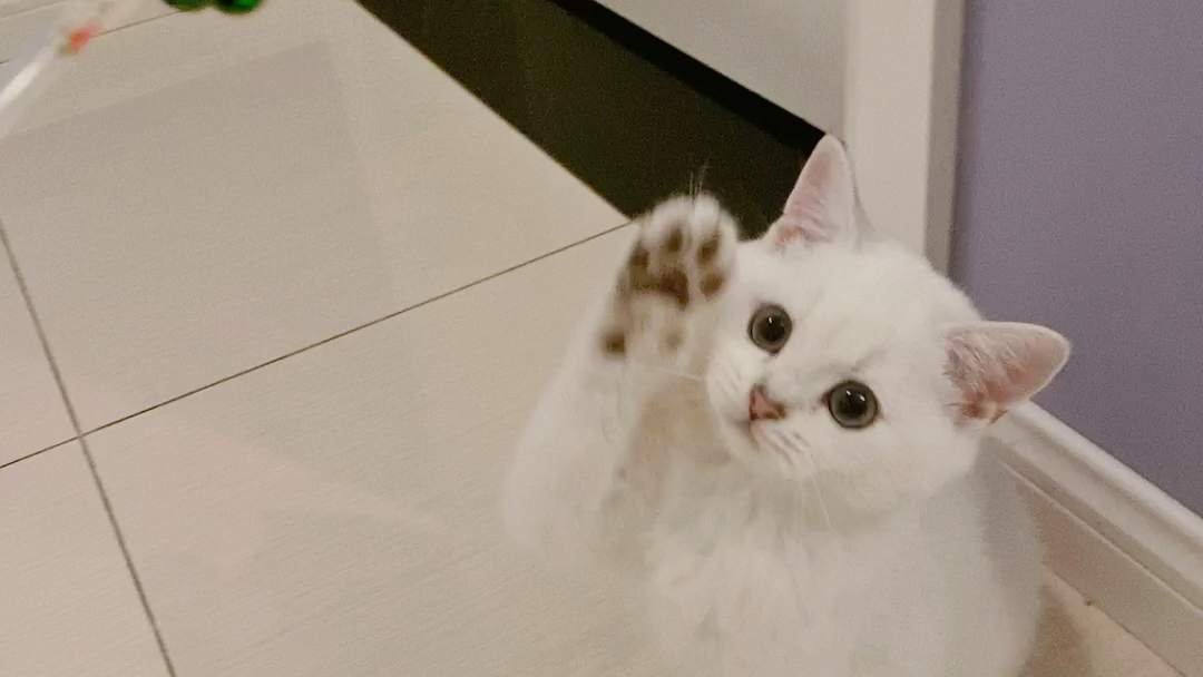 喵_哔哩哔哩_bilibili