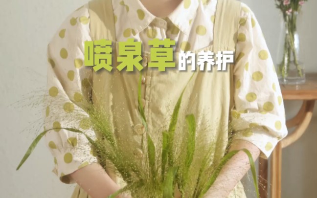 喷泉草的养护技巧哔哩哔哩bilibili