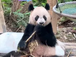 Скачать видео: 5.15 悦悦宠粉吃播！小公主今天略显潦草朵朵好像小扫把，阿良爆料悦儿脾气很辣医疗体检不太配合~粉丝说悦仔像糟老头果然女鹅像阿爸嘛，小五换了个姿势干饭好舒服哦