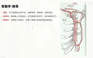 Download Video: 基础肌动学第4章