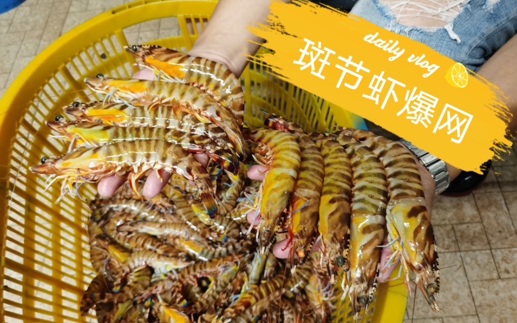 阿成深夜出海捕虾一网拉起全是大货斑节虾花蟹皮皮虾满目琳琅