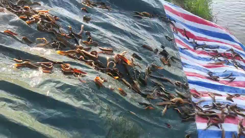 为什么放生泥鳅果报大