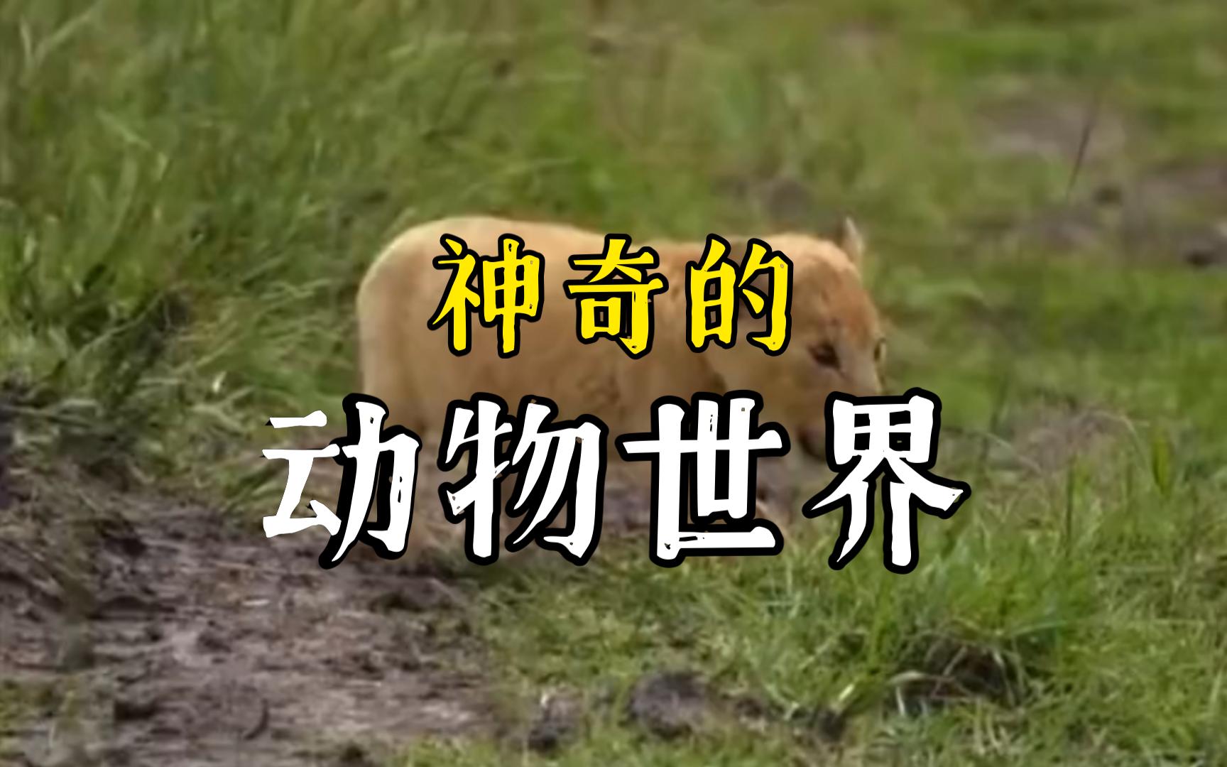 神奇的动物世界012