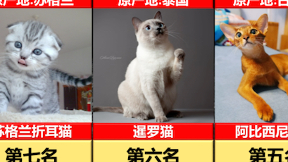 世界十大猫咪智商排名哔哩哔哩bilibili