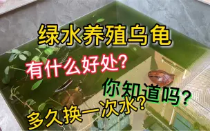 Скачать видео: 绿水养乌龟有什么好处呢？绿水养龟该多久换一次水呢？