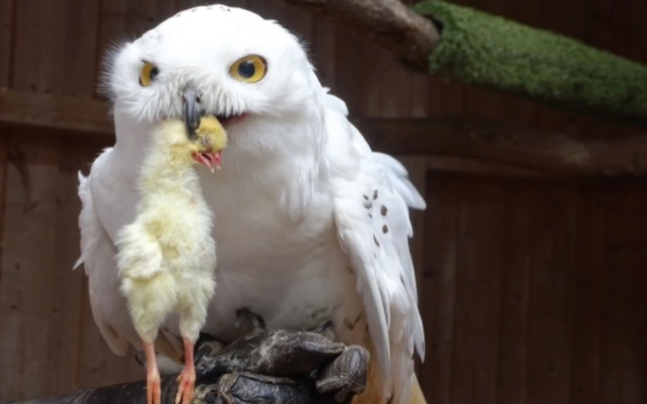 没有主权的脚盆鸡