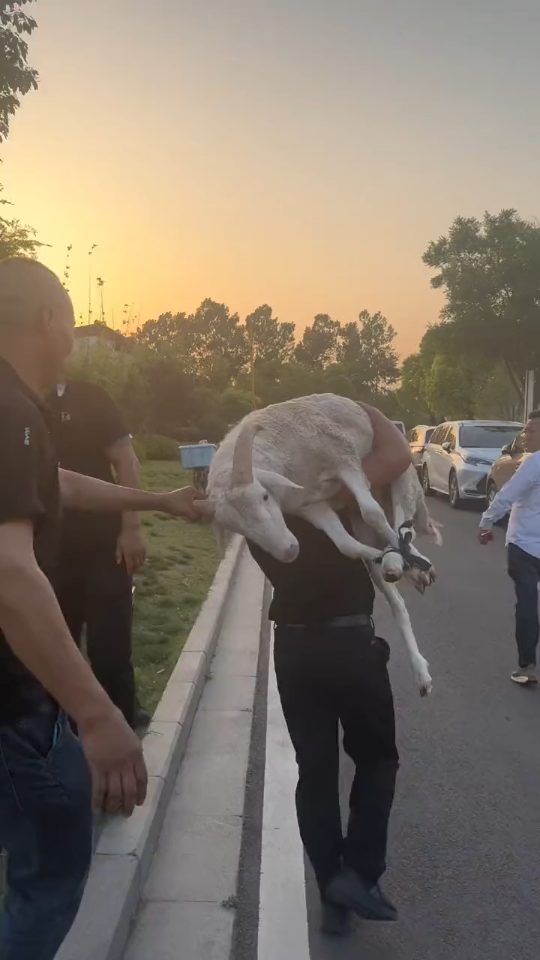 贵州梅西皮香远扛着一只羊到河南郑州拜访武僧一龙