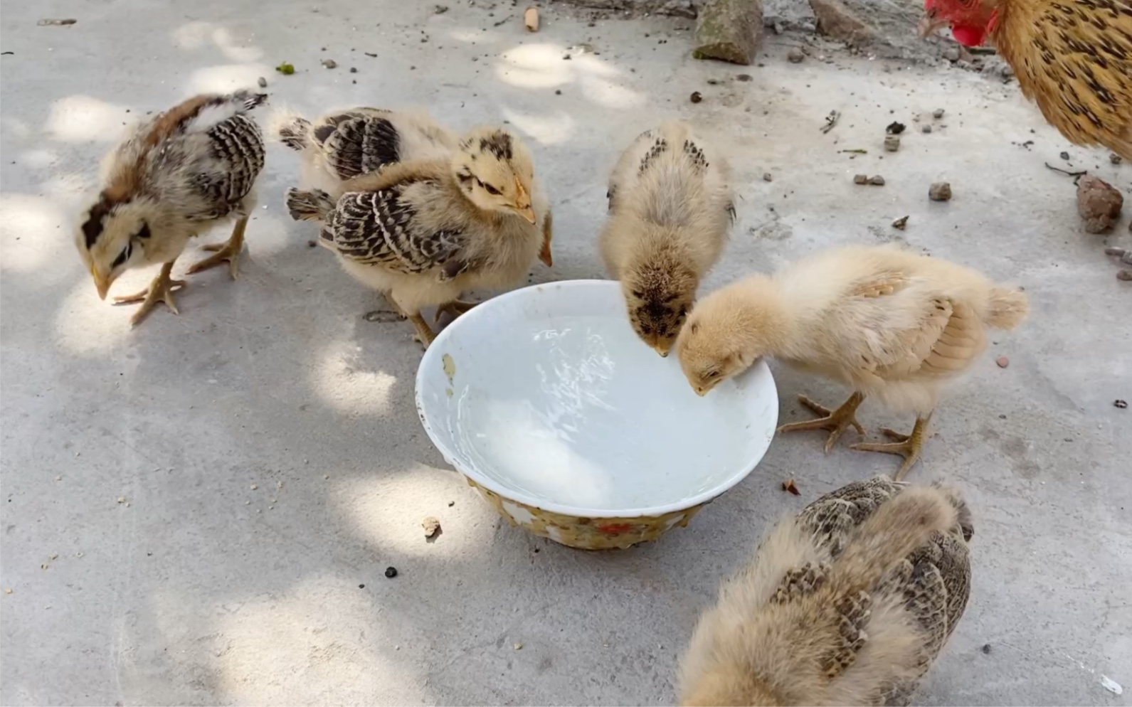 日常喂鸡之小鸡喝水_哔哩哔哩_bilibili