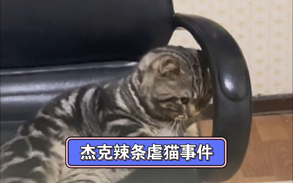 杰克辣条虐猫事件哔哩哔哩bilibili