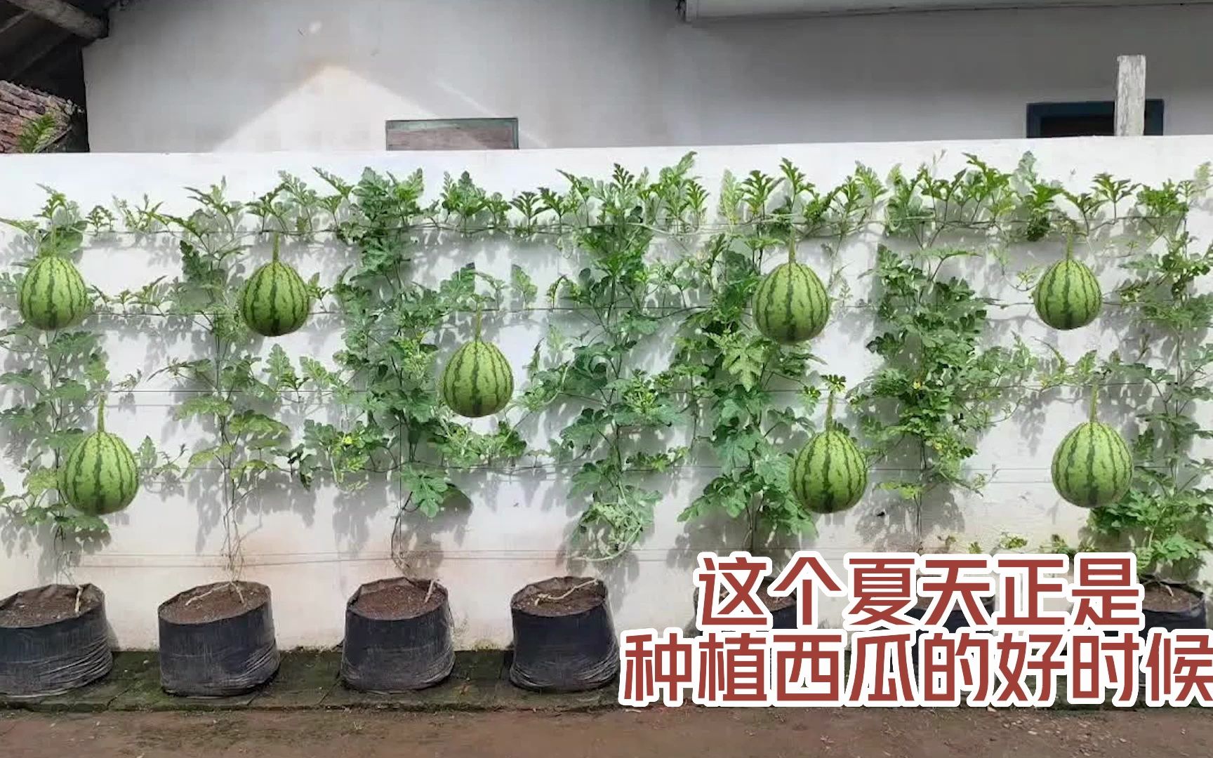 这个夏天正是种植西瓜的好时候!哔哩哔哩bilibili