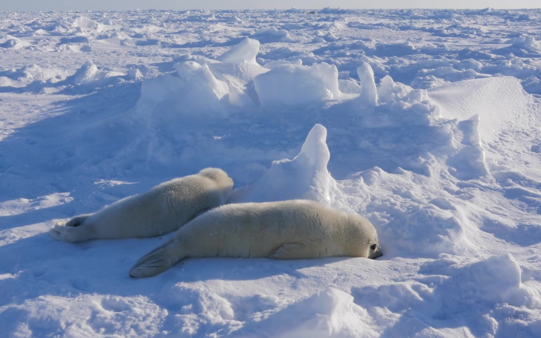 两头小海豹趴一起,各有不同的性格(baby harp seal ch)