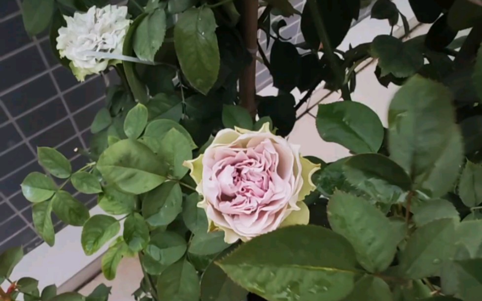 月季记录,首饰盒和海洋之心夏花