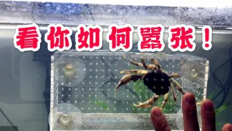 我家金鱼便秘了 哔哩哔哩 Bilibili