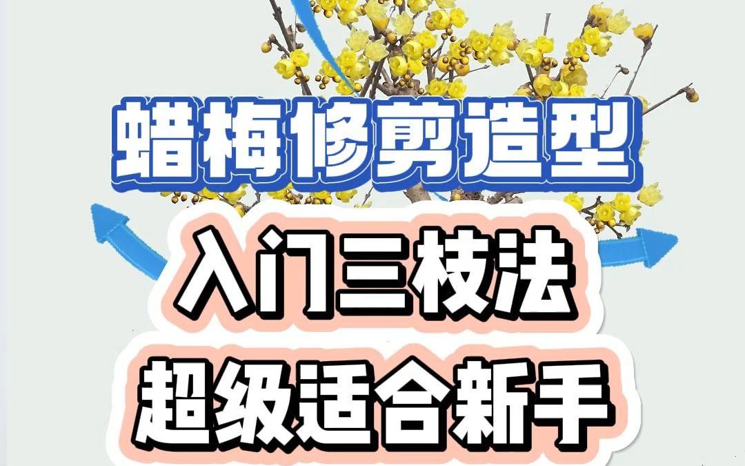 腊梅修剪造型,入门三枝法超级适合新手哔哩哔哩bilibili