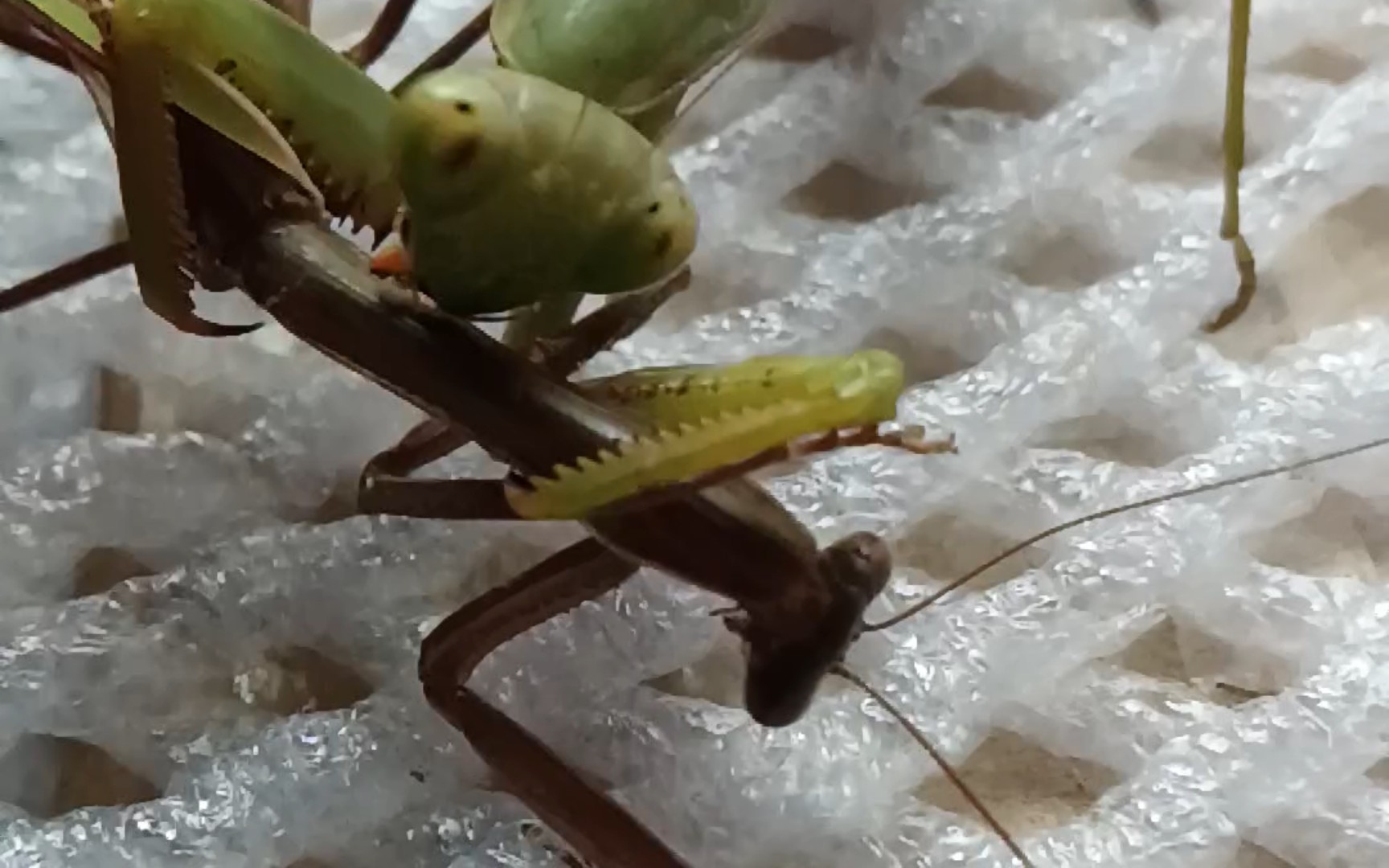 中华斧螳吃细狗刀