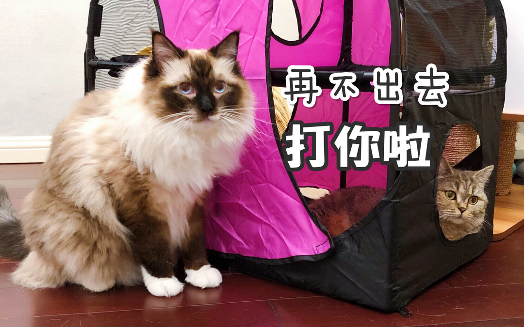李喜猫李喜喵20190713直播录屏
