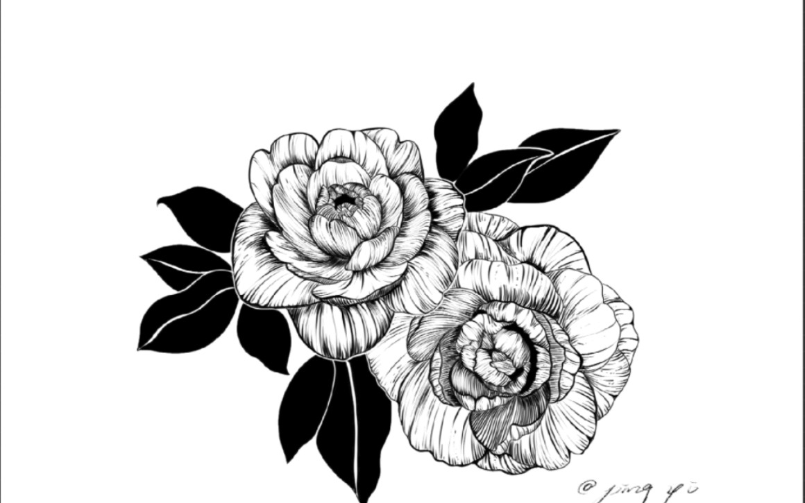 山茶花线描板绘