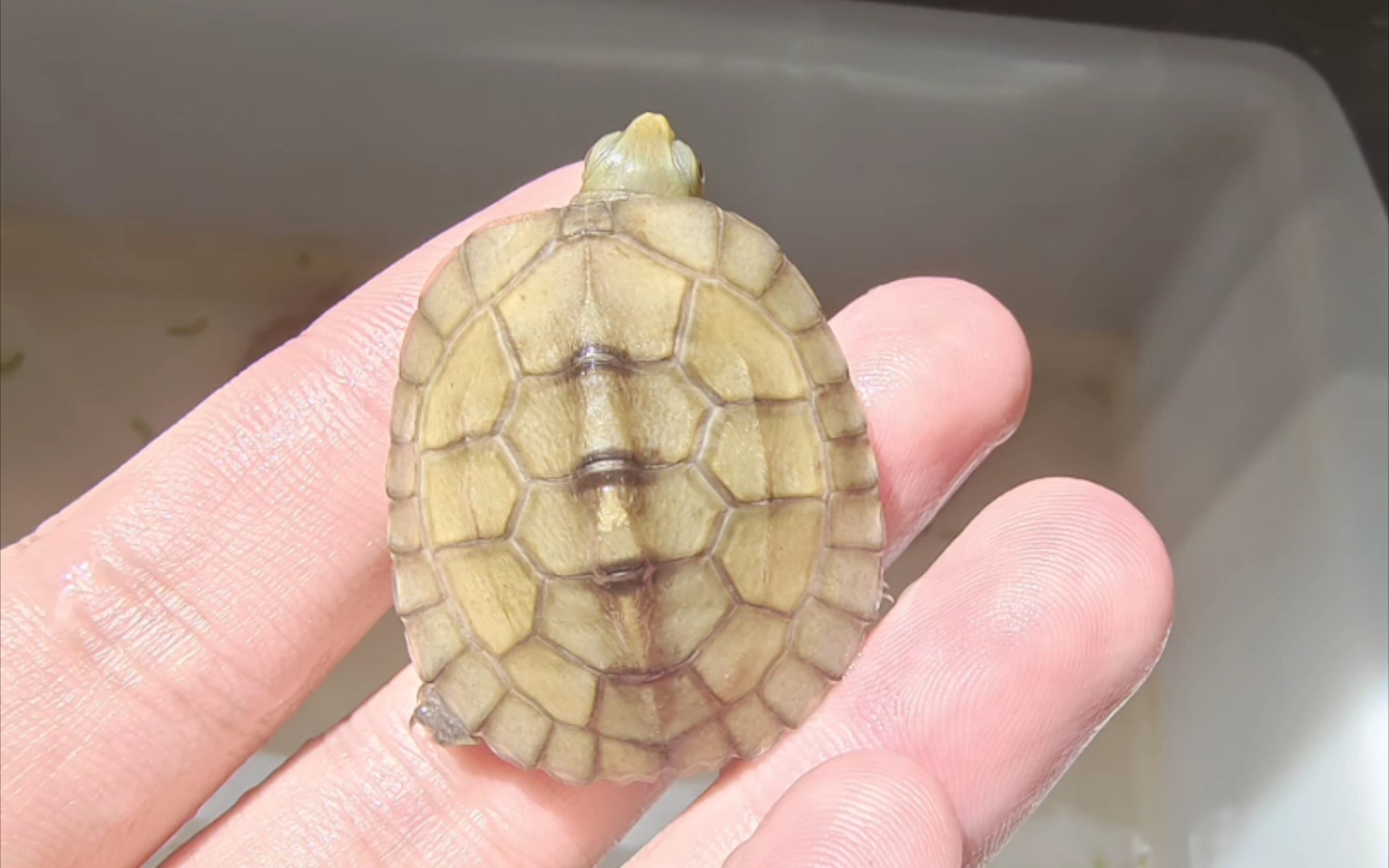 黄喉出壳后20天的发色情况