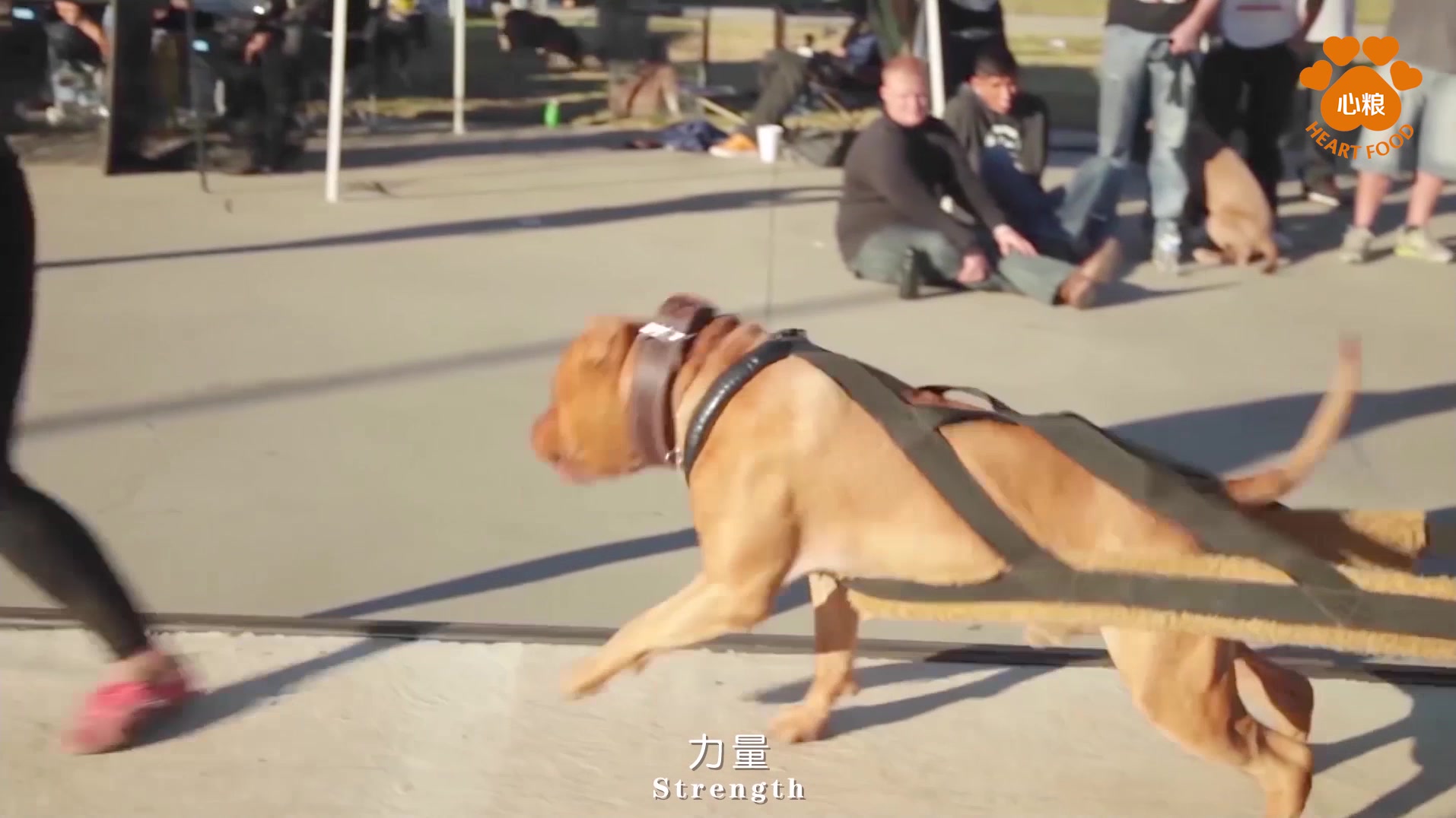 [图]运动犬介绍（心粮宠物食品）