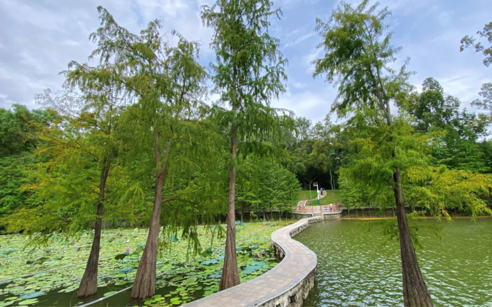 斗门霞山公园随手拍