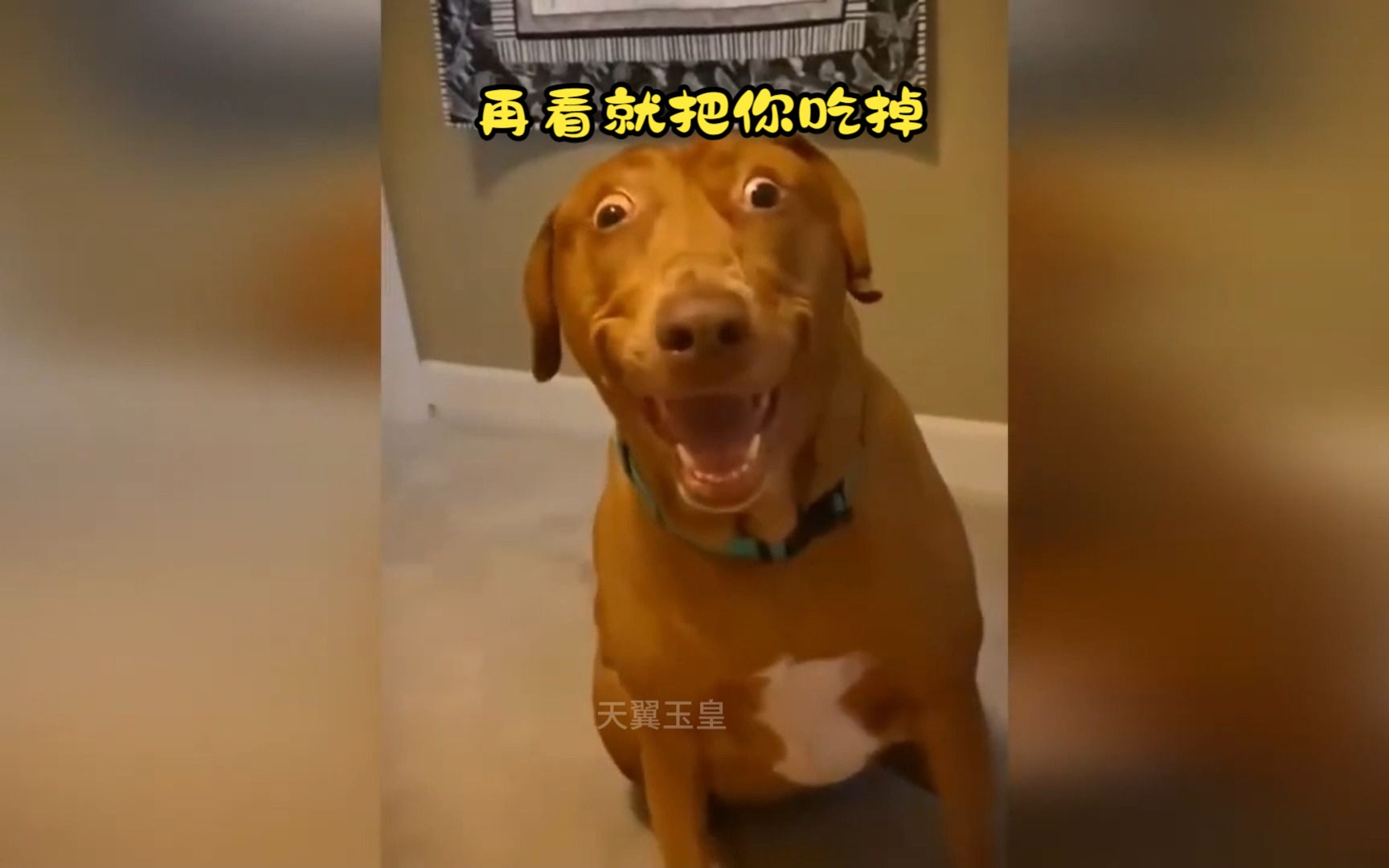 这傻狗让我整整笑了3分09秒~憋不住了