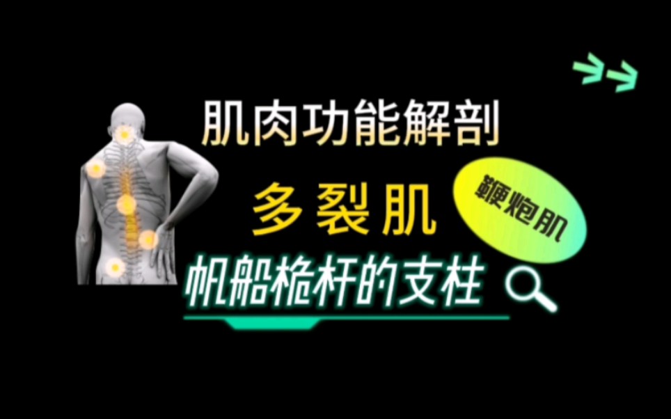 肌肉功能解剖:从19个角度带你深入学习多裂肌哔哩哔哩bilibili