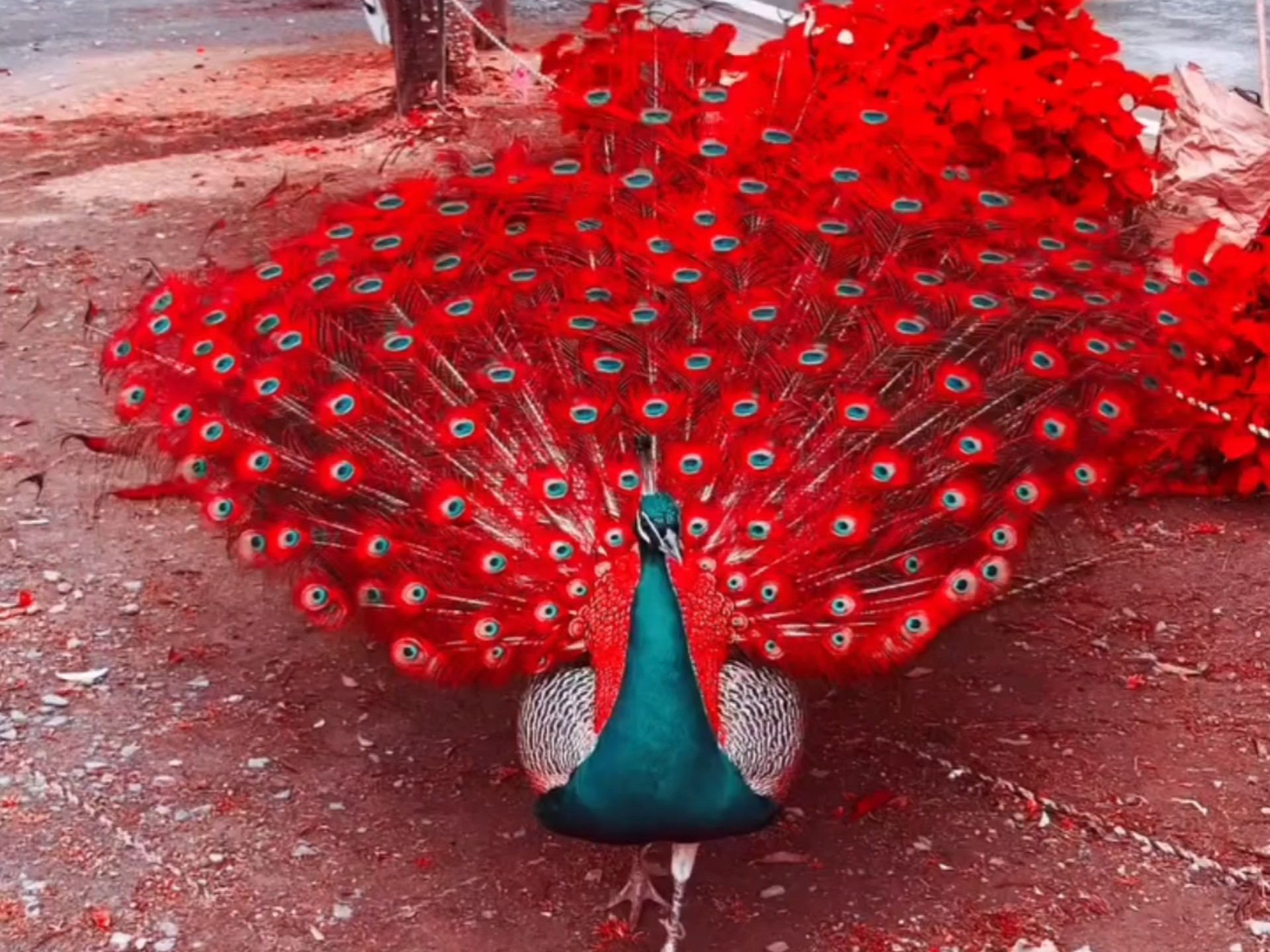 孔雀开屏,见者好运