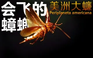 美洲大蠊 搜索结果 哔哩哔哩 Bilibili
