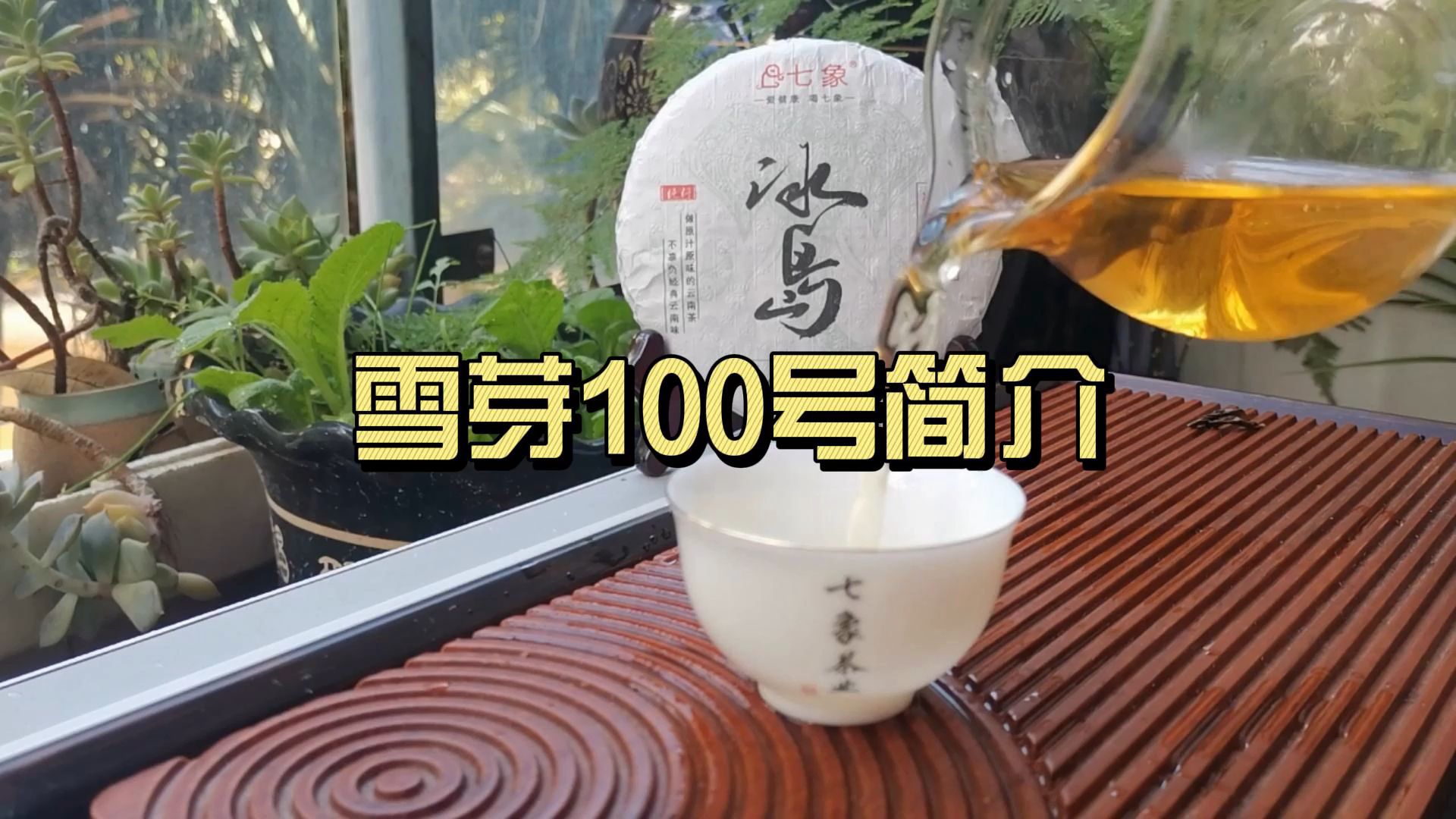 雪芽100号简介:雪芽100号可以用来制作云南白茶吗?哔哩哔哩bilibili