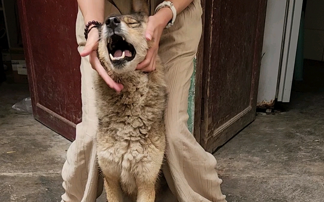 [图]恐龙抗狼抗狼抗，沉浸式rua狗，地狱折磨