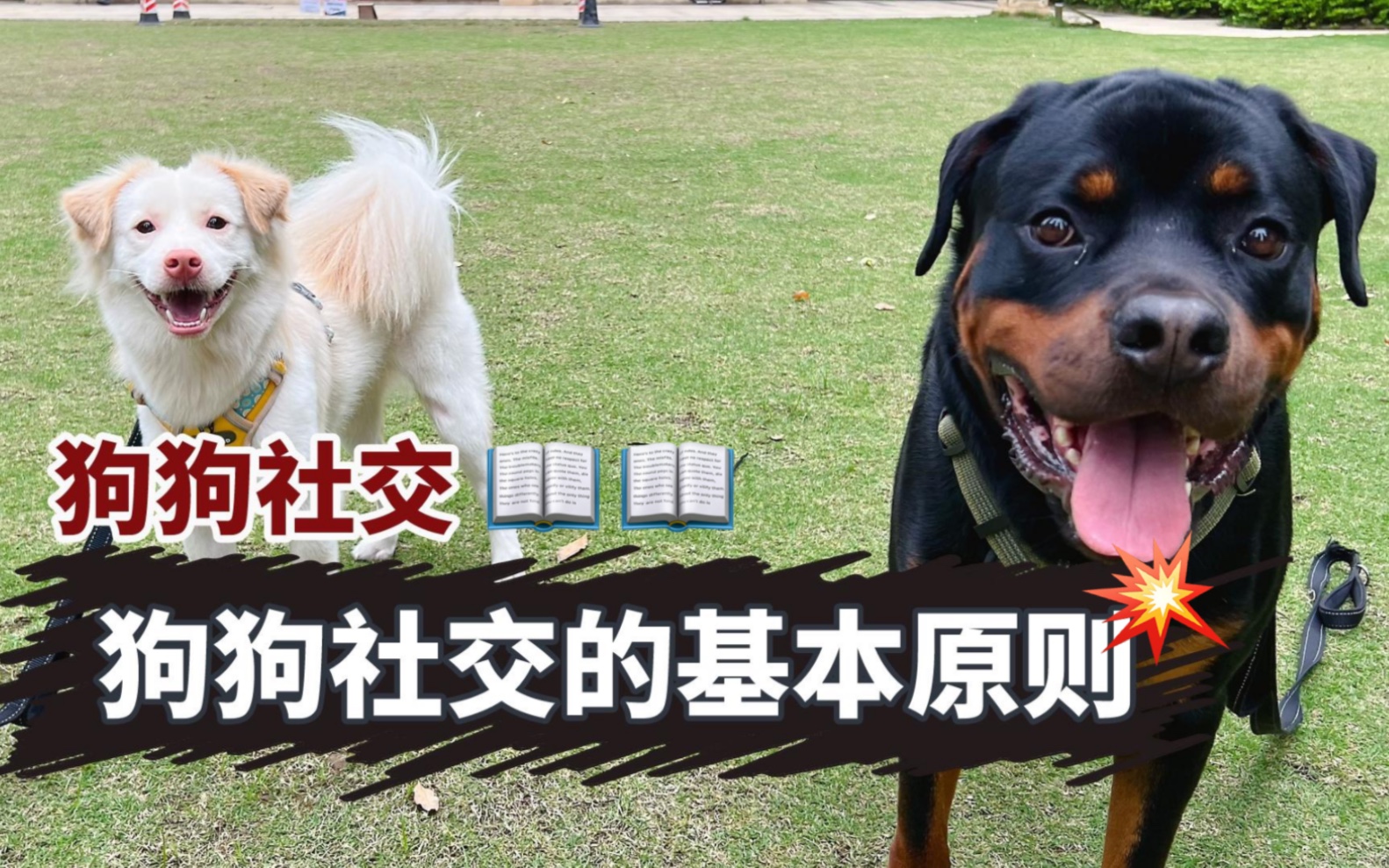 曾经流浪的田园犬,和罗威纳成了好朋友-凯文和Eddie-凯文和Eddie-哔哩哔哩视频