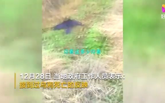 安徽桐城大量乌鸦在农田里死亡,官方:疑似农民在种子里拌了药哔哩哔哩bilibili